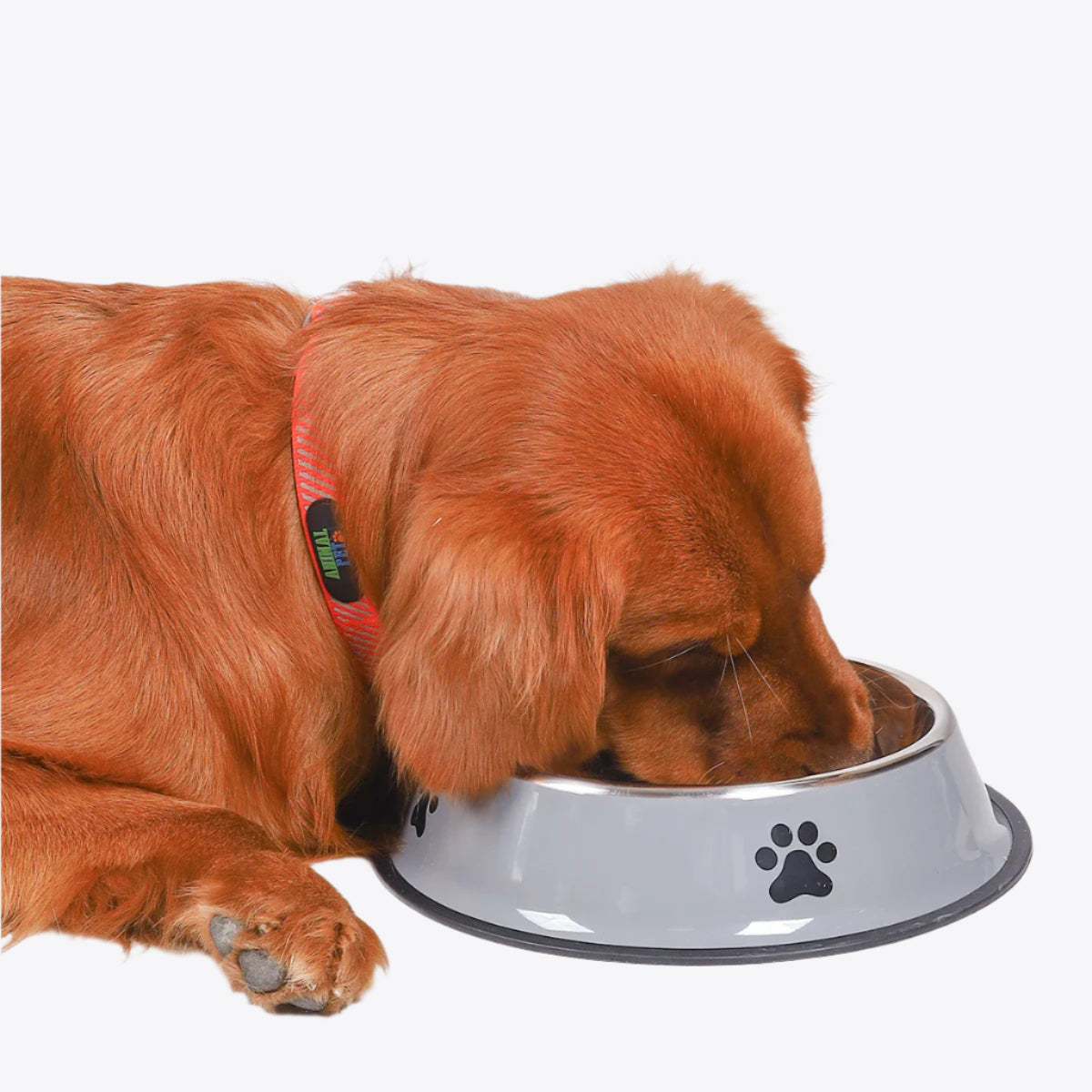 Stainless Steel Feeding Bowl